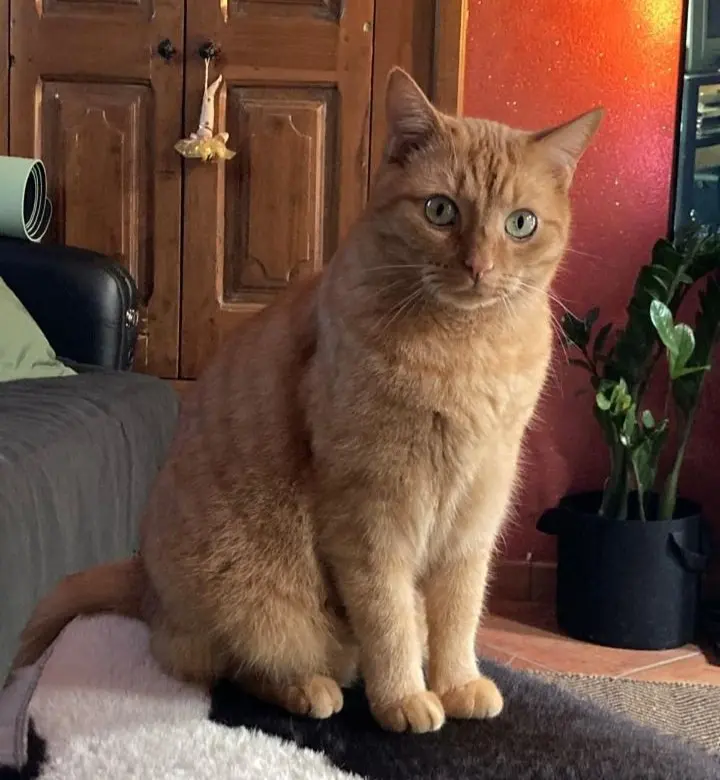 gatto lost    Saint-Christophe Orage