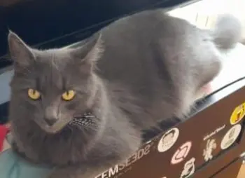 gatto lost   11012 Cogne Penni