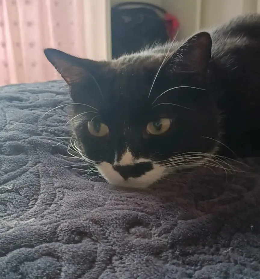 gatto lost   01102 Quart Pepe