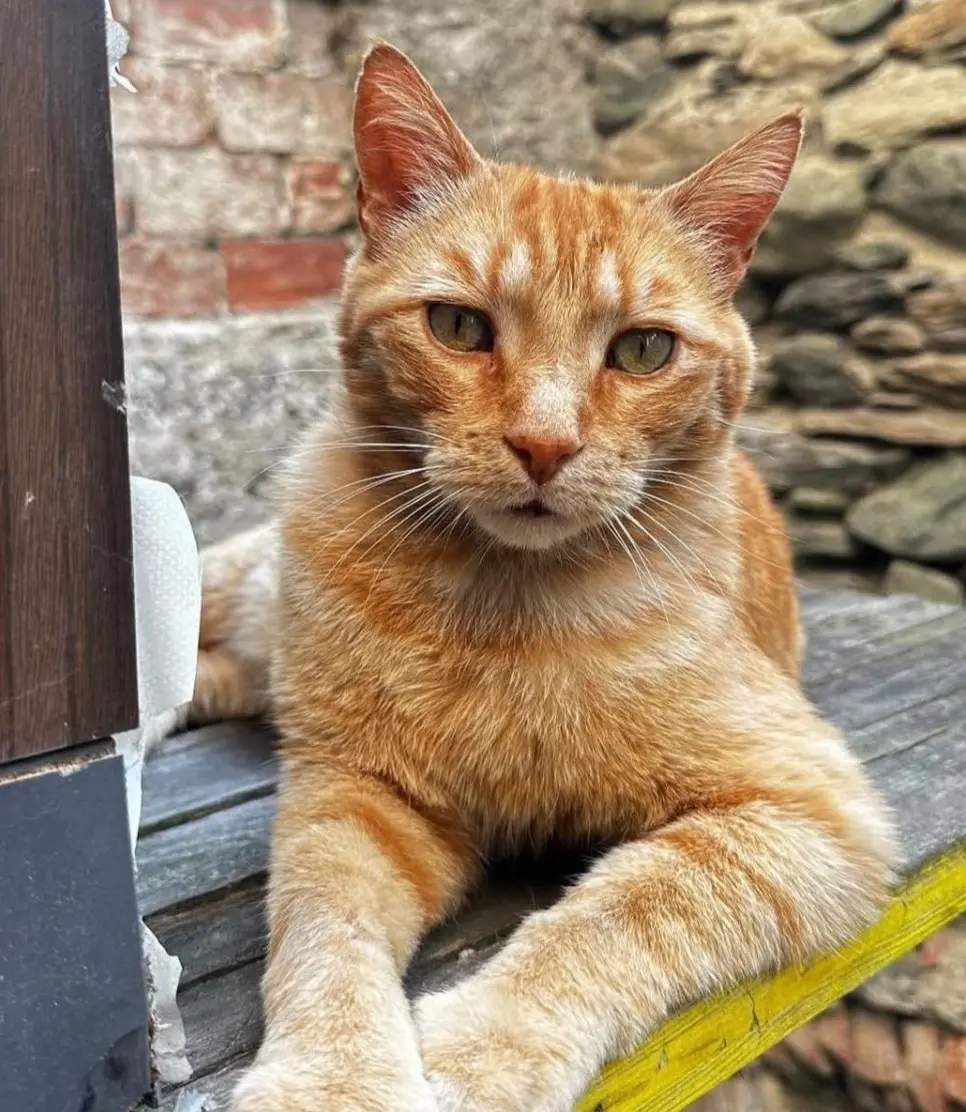 gatto lost    Nus Red