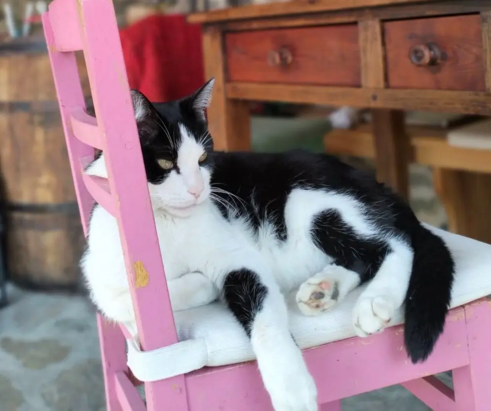 gatto lost    Gignod Rio