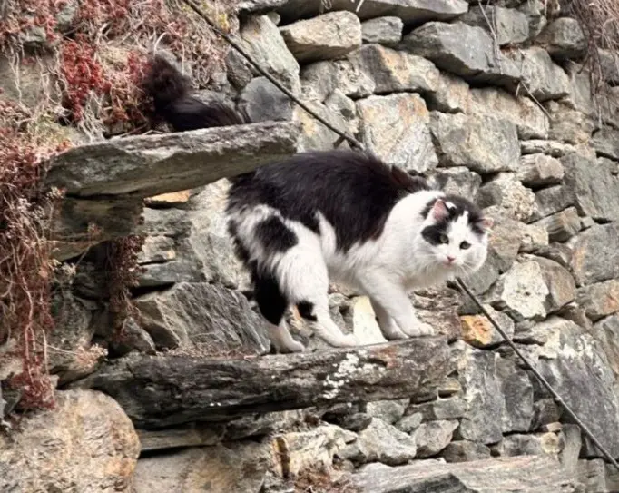 gatto lost   11011 Arvier Sushi