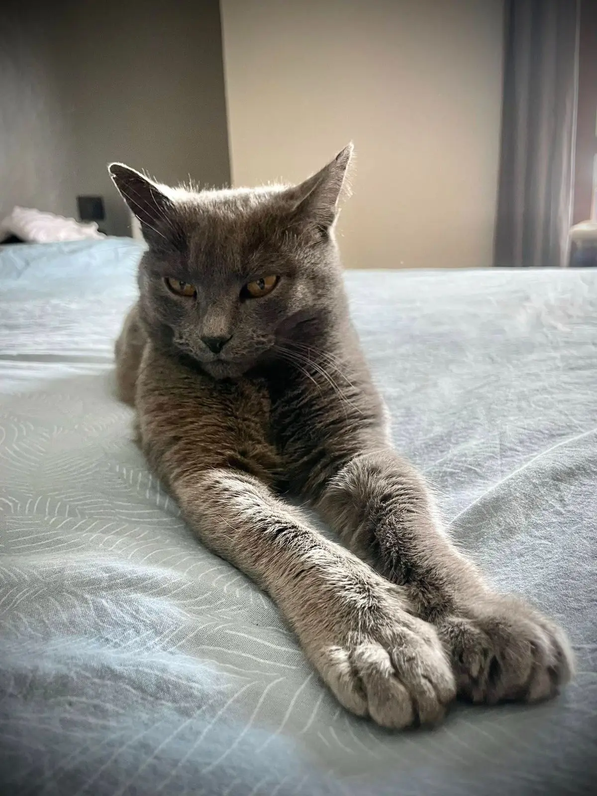 gatto lost   11017 Morgex Tito