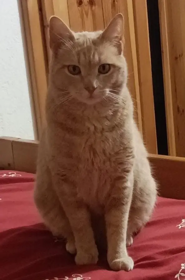 gatto lost   11015 La Salle Yogi