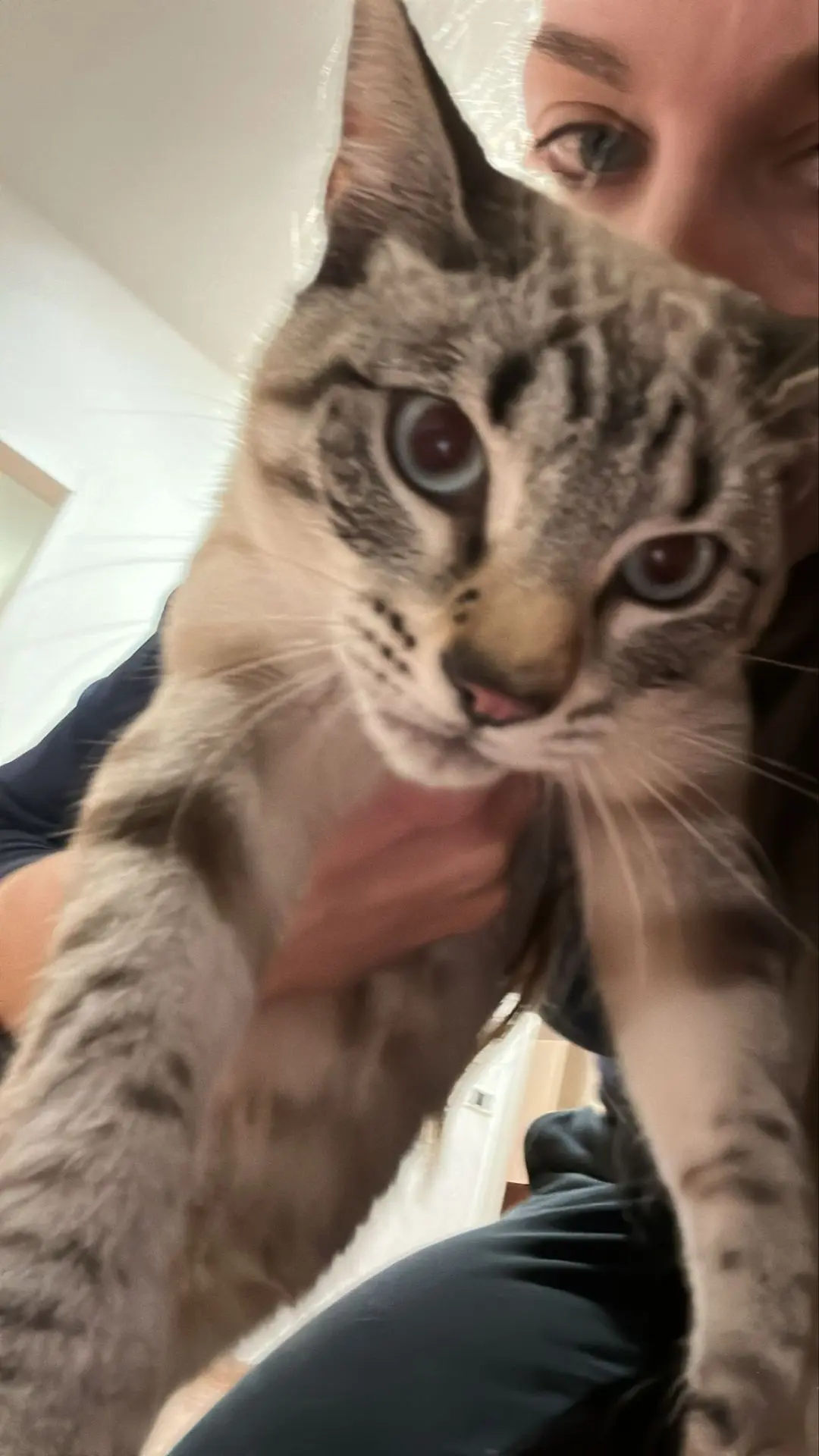 gatto lost    Alexandrie Tino