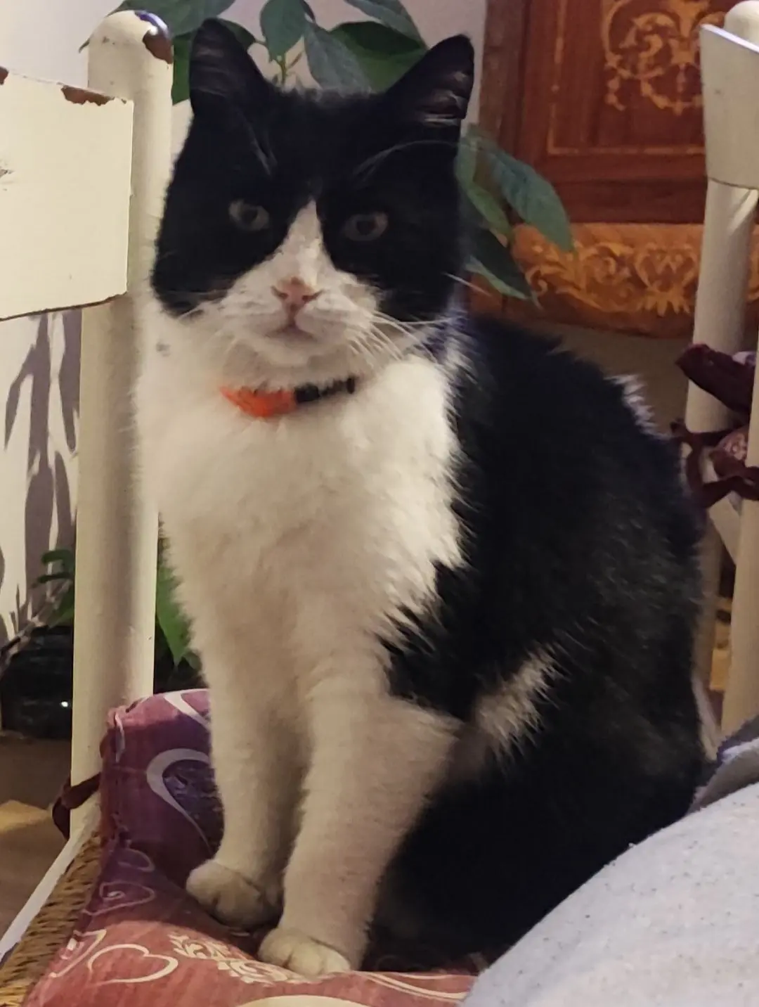 gatto lost   15050 Sarezzano Gepetto