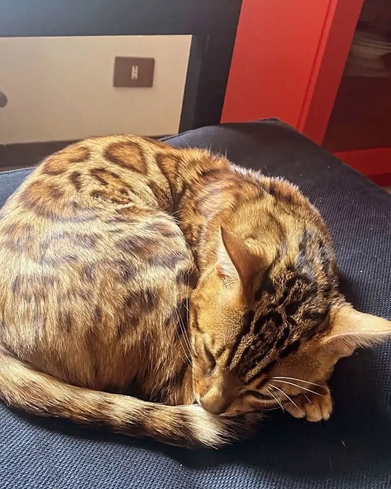 gatto lost    Ancône Ace