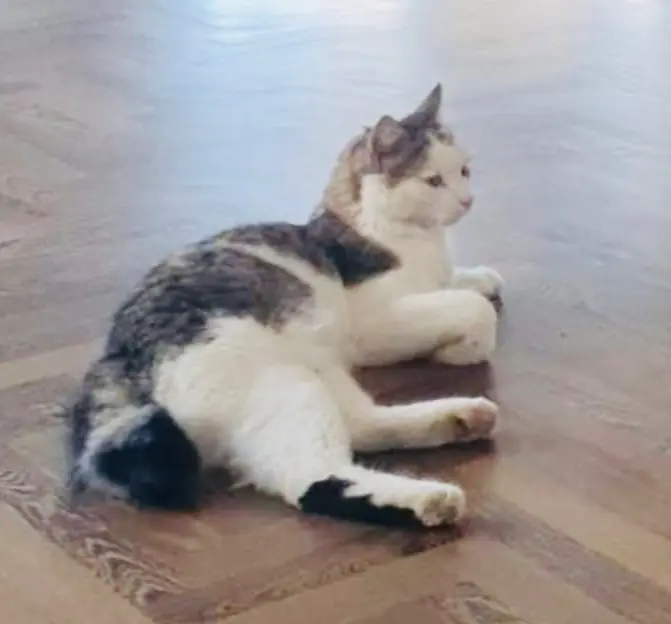 gatto lost    Ancône Maxi