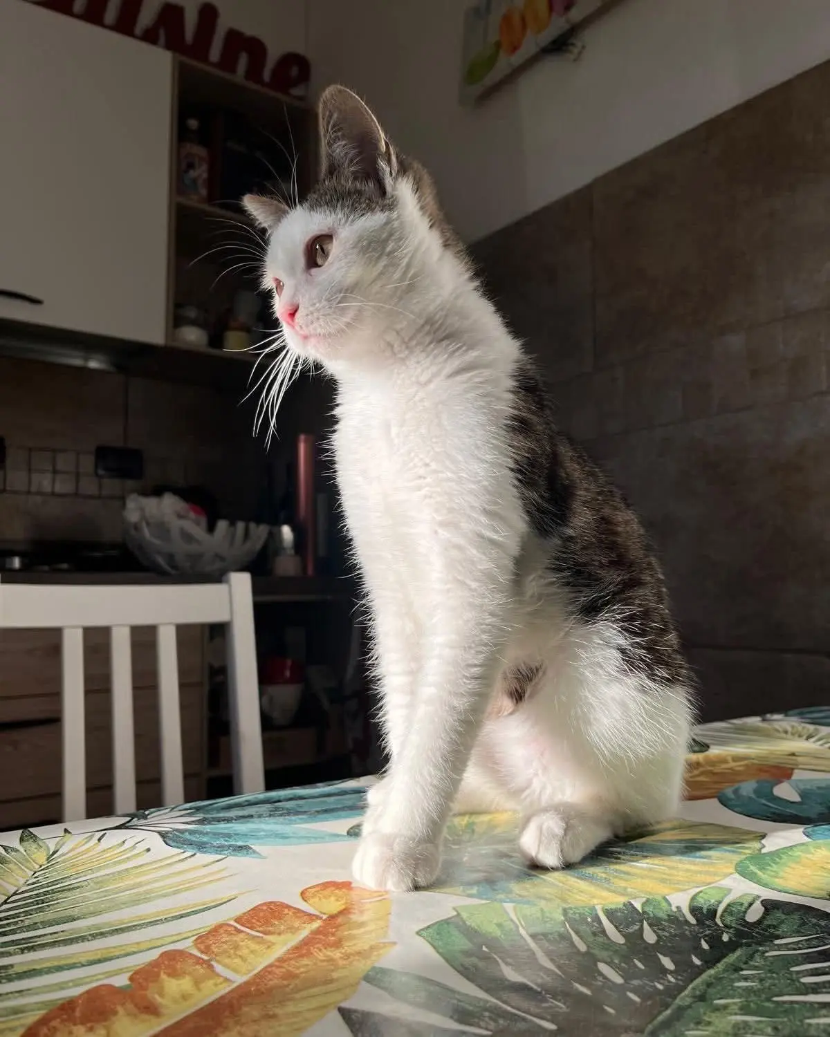 gatto lost   60019 Senigallia Armando