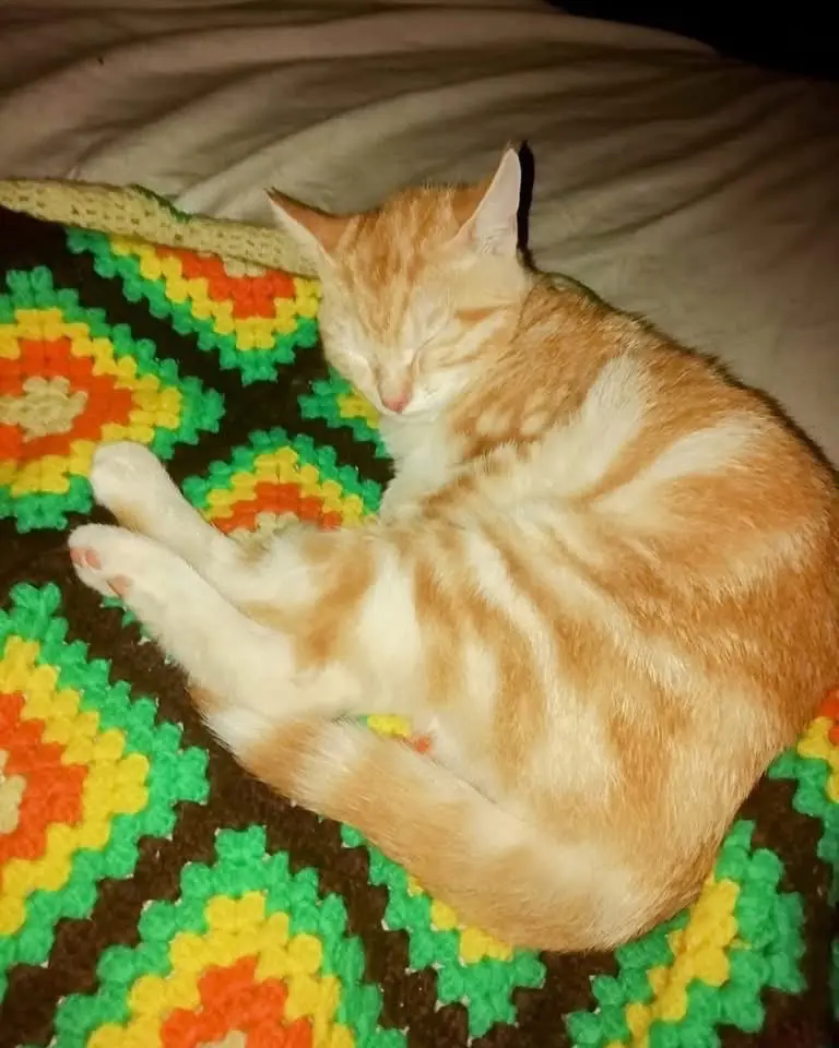 gatto lost    Jesi Ernesto