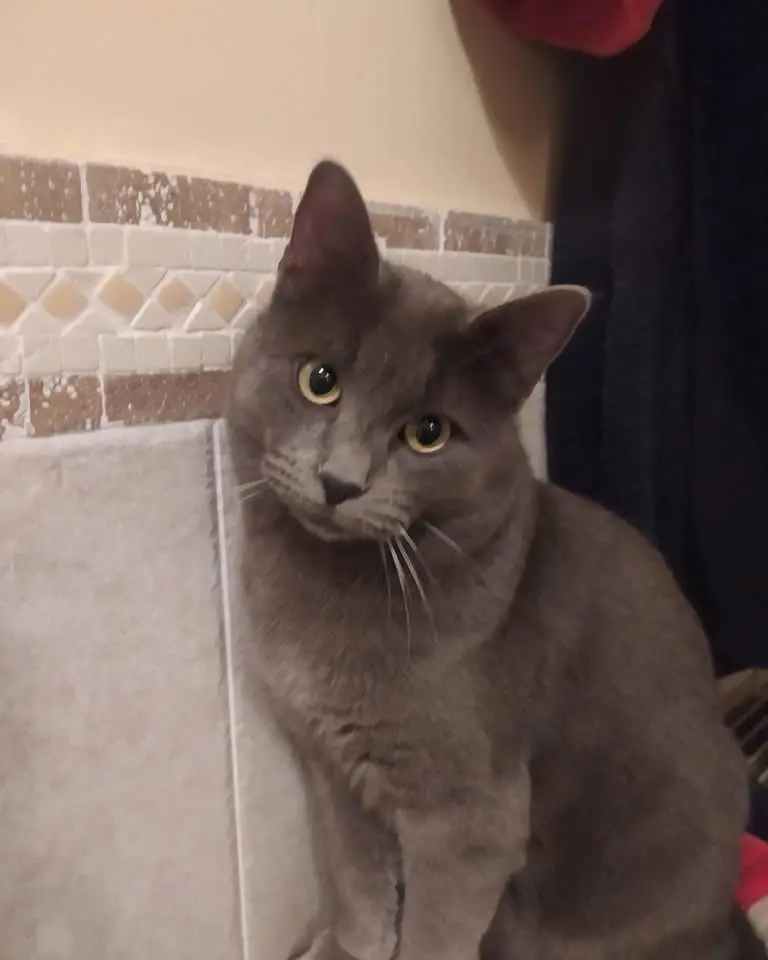 gatto lost  Via Circonvallazione 60033 Chiaravalle Gigio