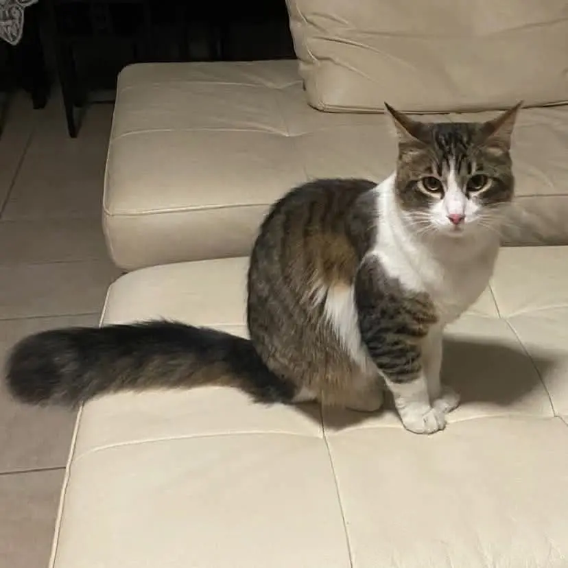 gatto lost   60027 Osime Greg