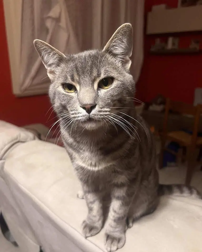 gatto lost   60019 Senigallia Leone