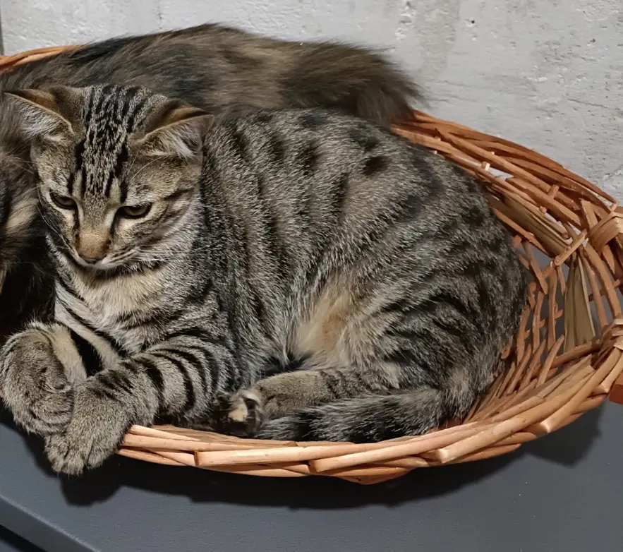 gatto lost  Via Marche 60037 Monte San Vito Lillo