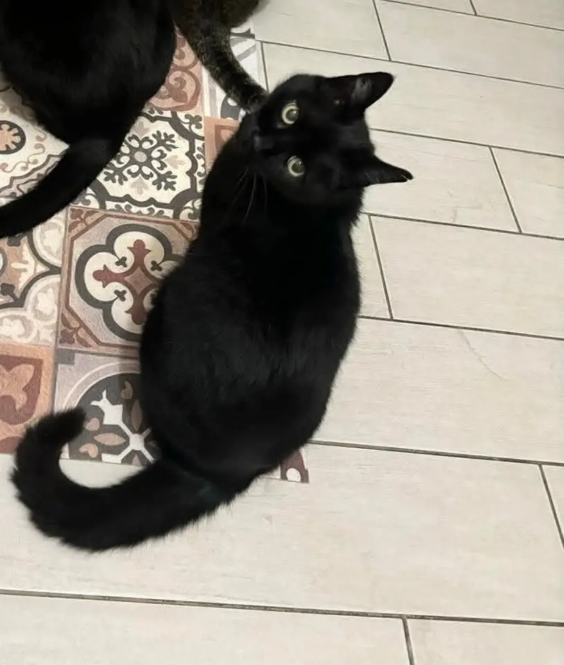 gatto lost   60021 Camerano Neruto