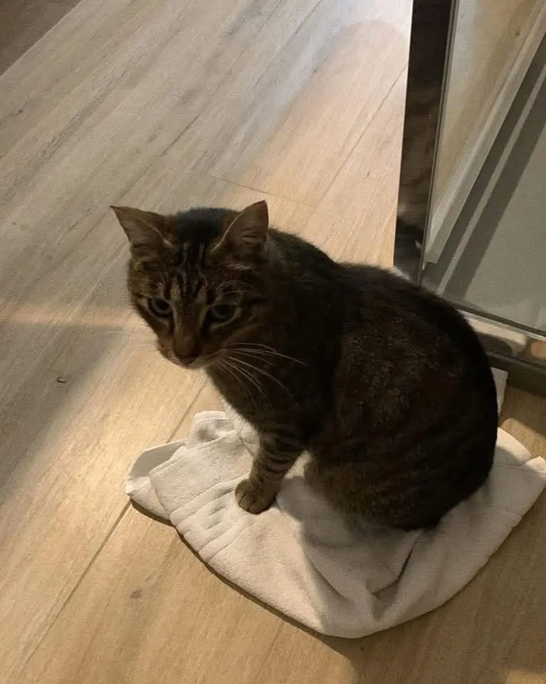 gatto lost   60027 Osime Piciu