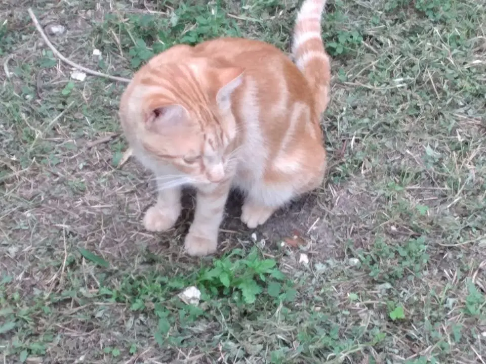 gatto lost    Jesi Rosso