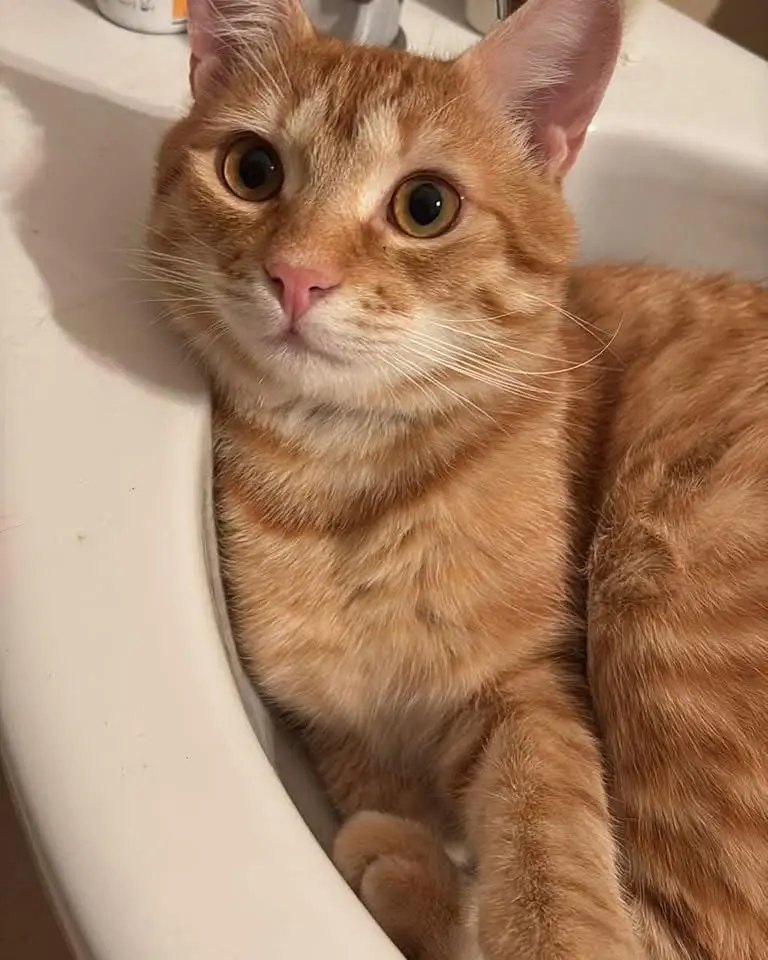 gatto lost   60027 Osime Simba