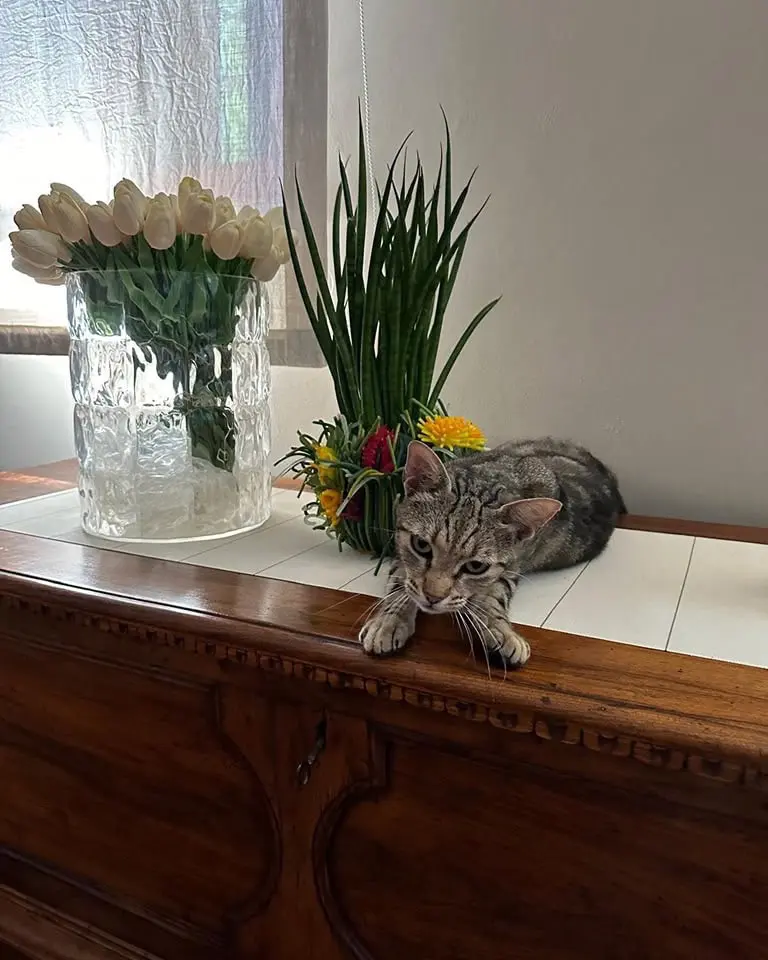 gatto lost  Via Ostra Vetere 60026 Marcelli Tigre