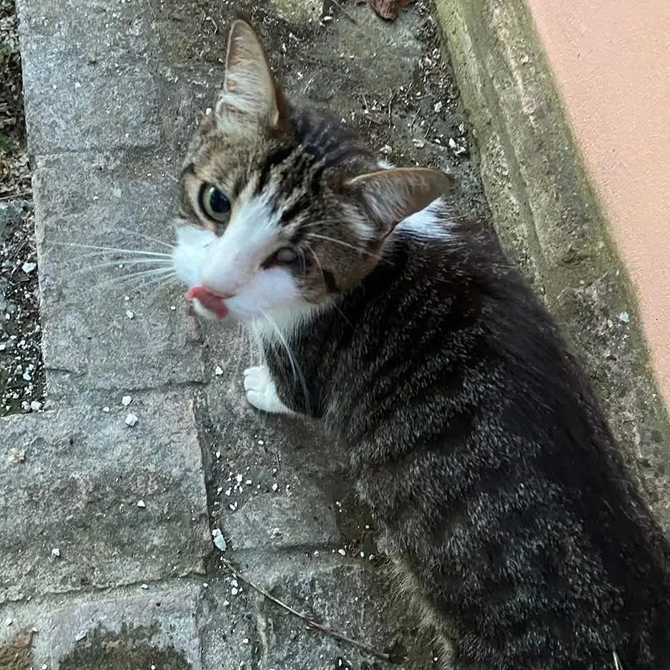 gatto lost  Via Campo Boario 60019 Senigallia Timmy