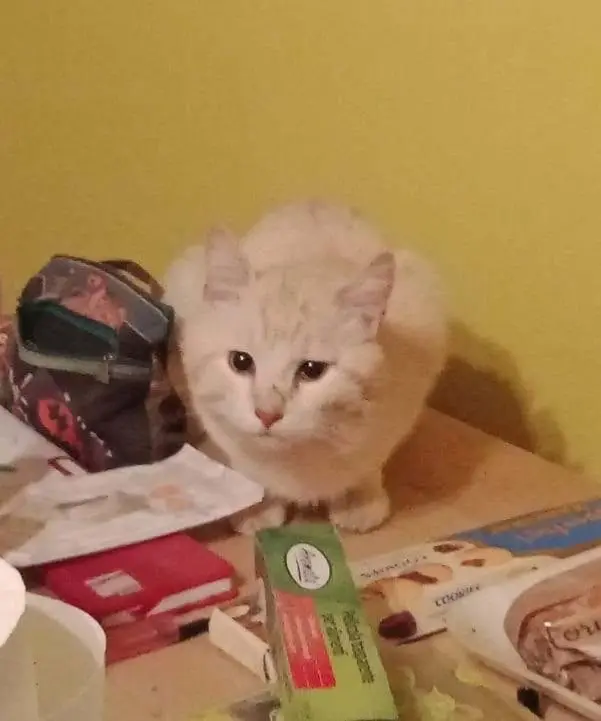 gatto lost   60019 Senigallia Yuno