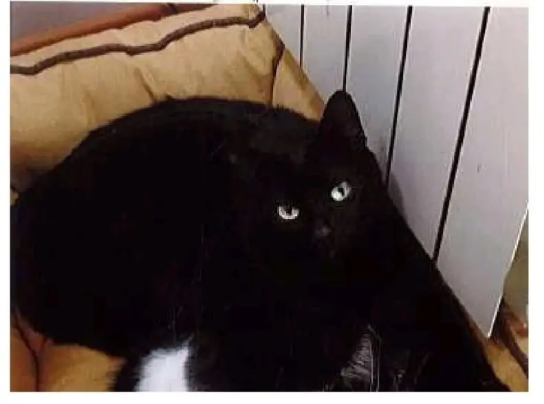 gatto lost   60019 Senigallia Zeus