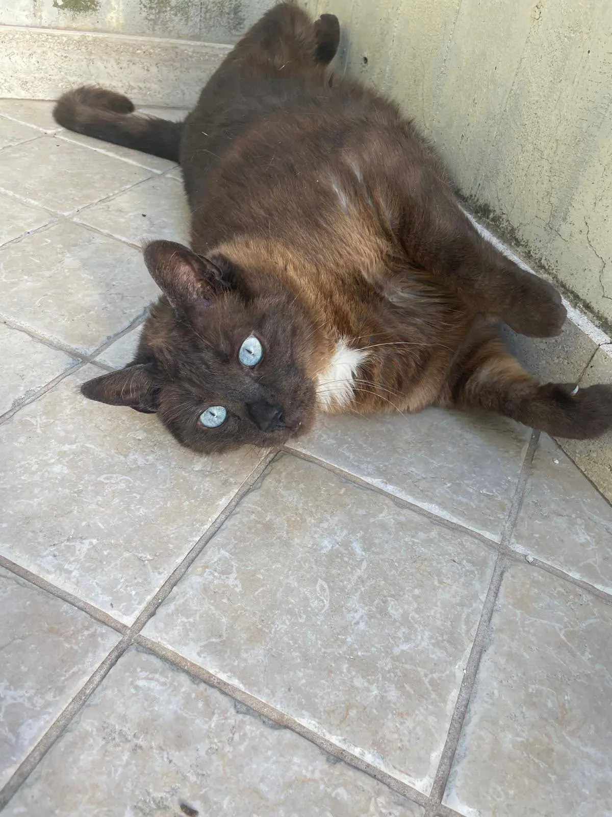 gatto lost   63083 Appignano del Tronto Micio