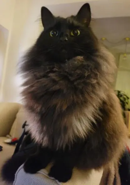 gatto lost    Arezzo Sbaciu (churro)