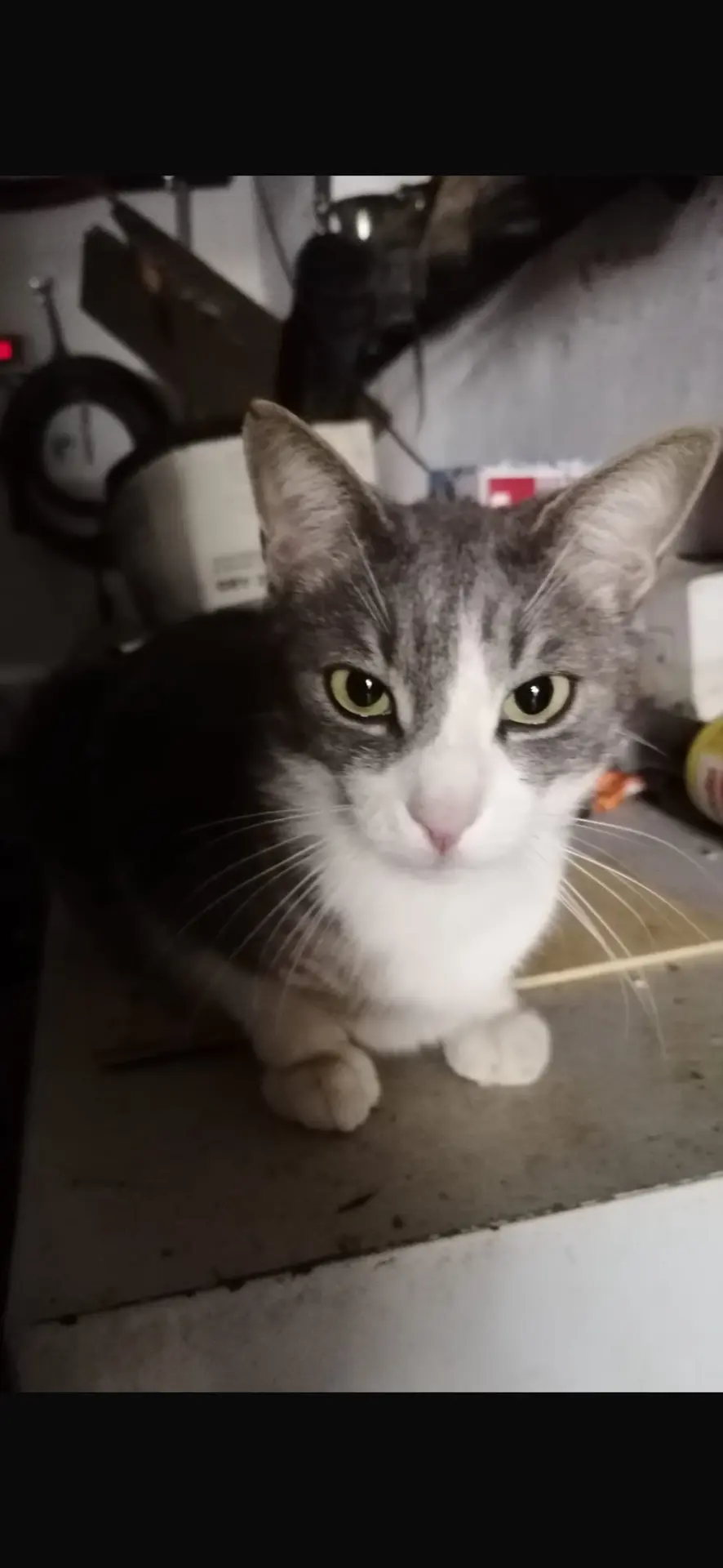 gatto lost    Belveglio Birba