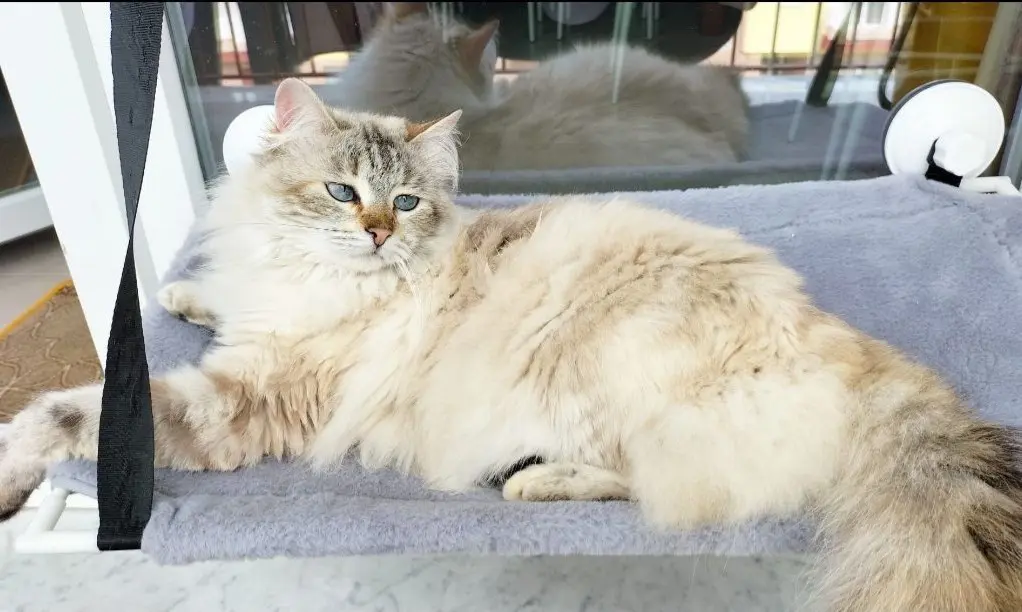 gatto lost   83100 Avellino Noa