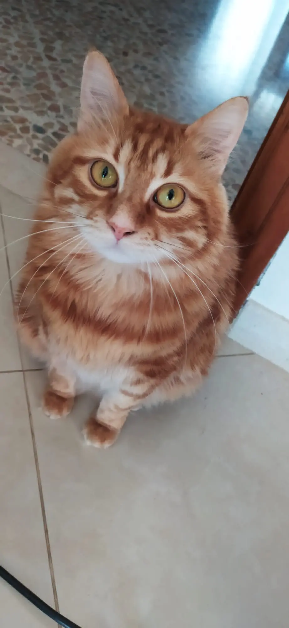 gatto lost   70054 Giovinazzo Mael