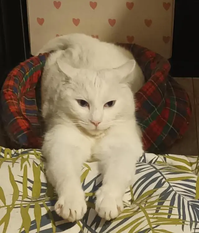 gatto lost   24018 Villa d'Almè Adolf