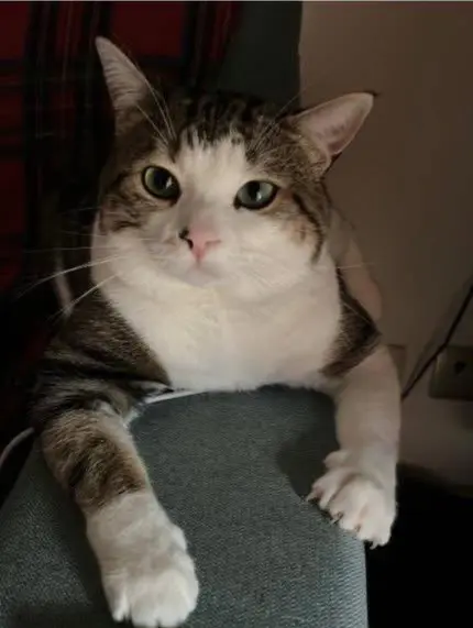 gatto lost   24040 Osio Sopra Artemio