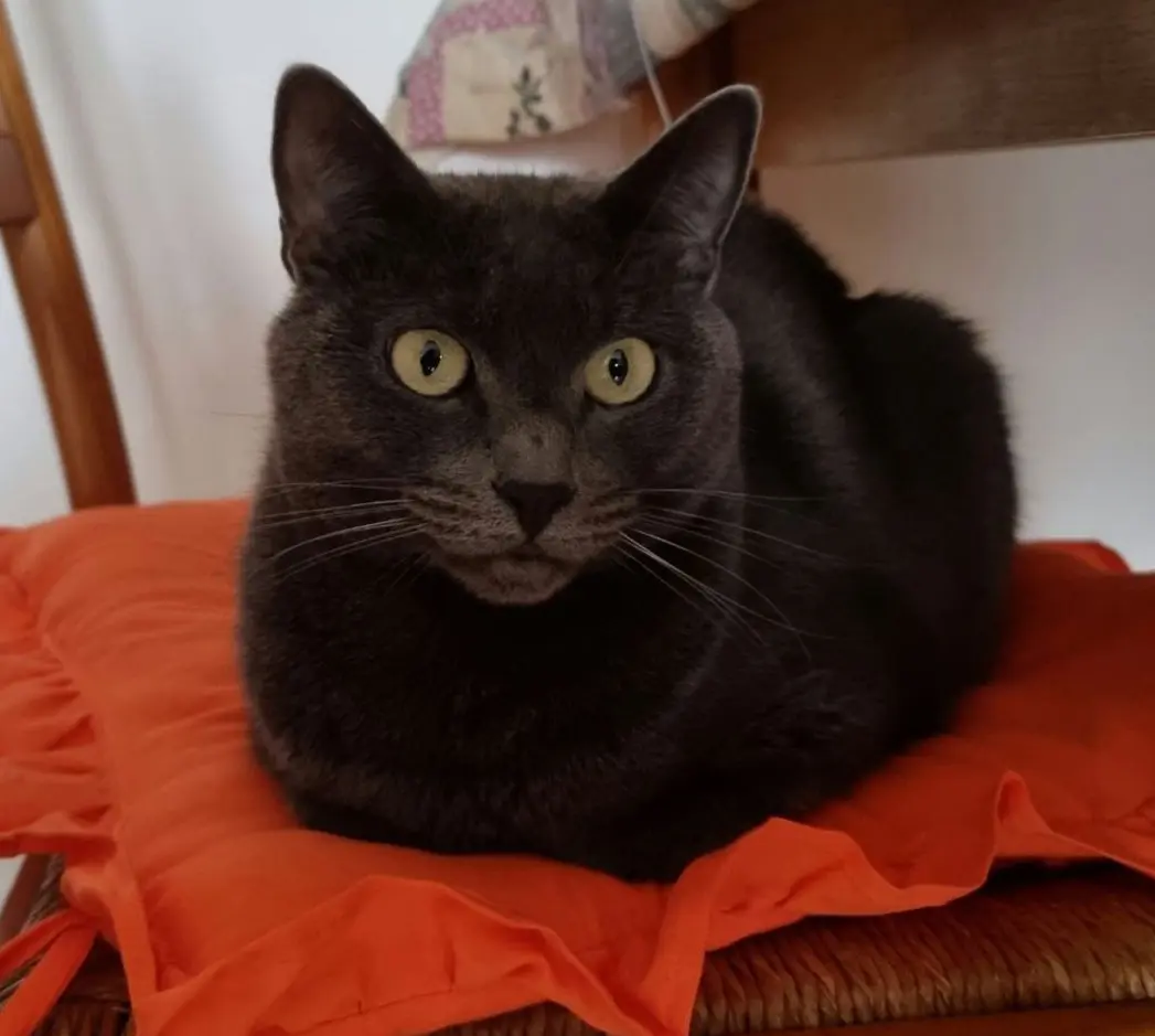 gatto lost   24121-24129 Bergame Arthù