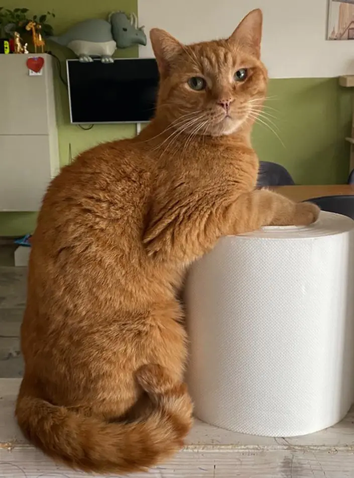 gatto lost   24121-24129 Bergame Echo