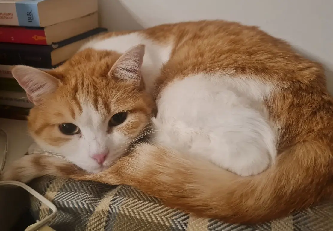 gatto lost   24121-24129 Bergame Pippi