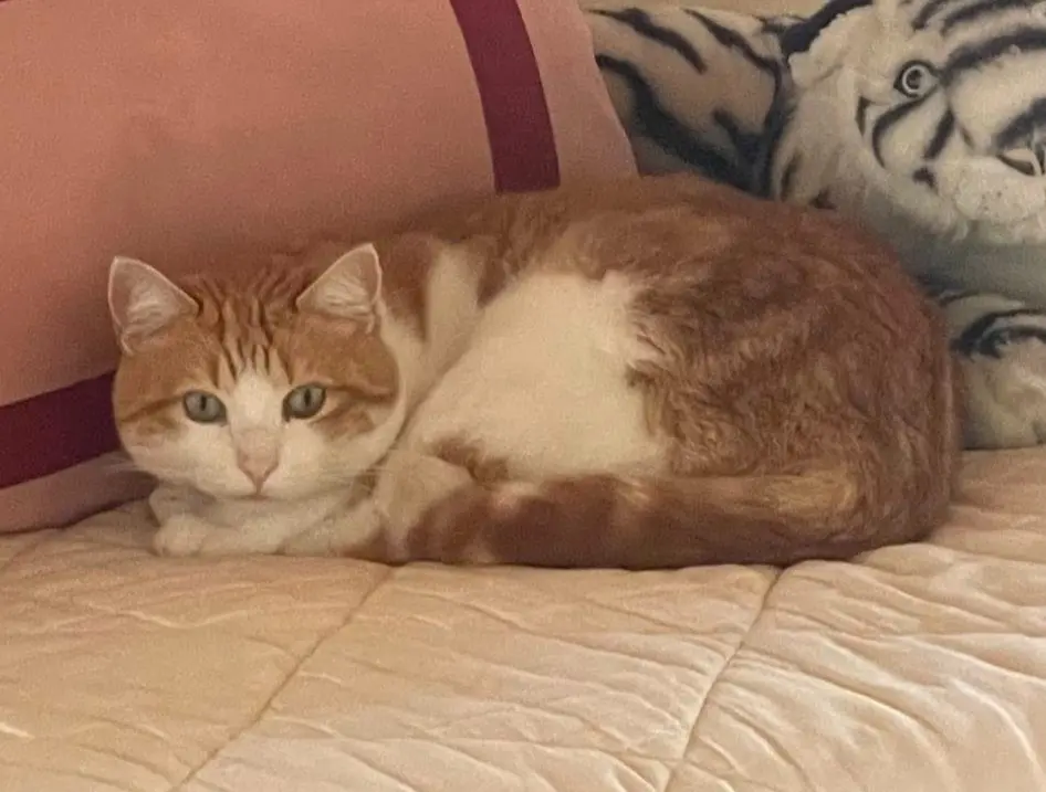 gatto lost   24121-24129 Bergame Splif