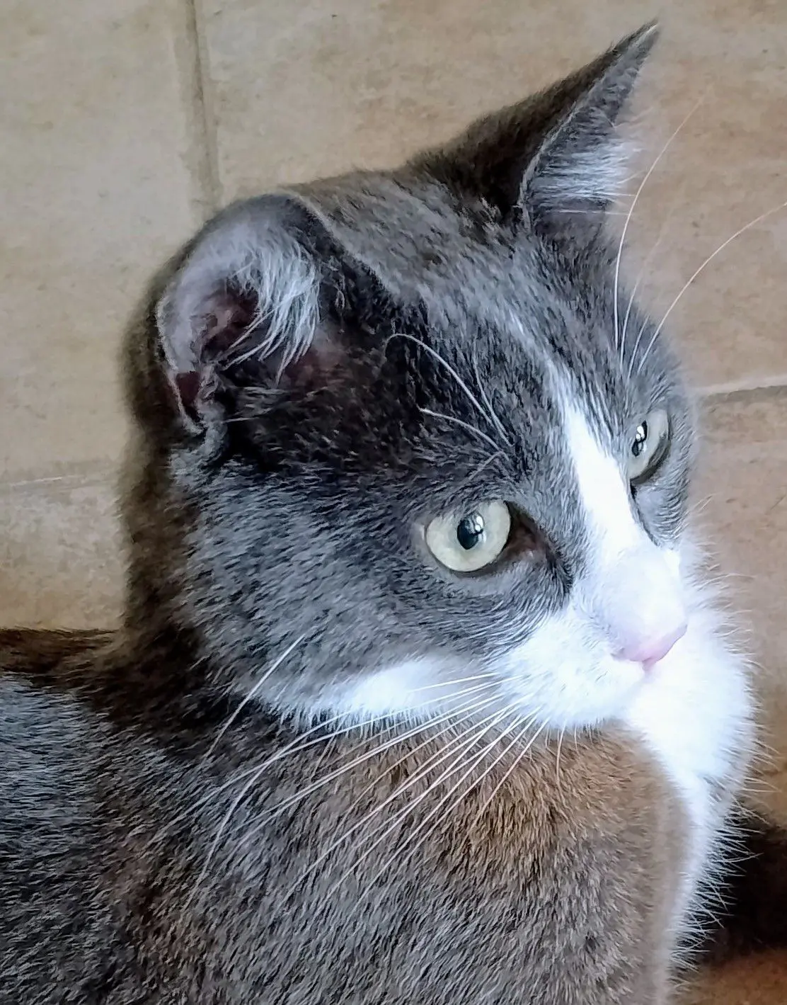 gatto lost   24121-24129 Bergame Yuki