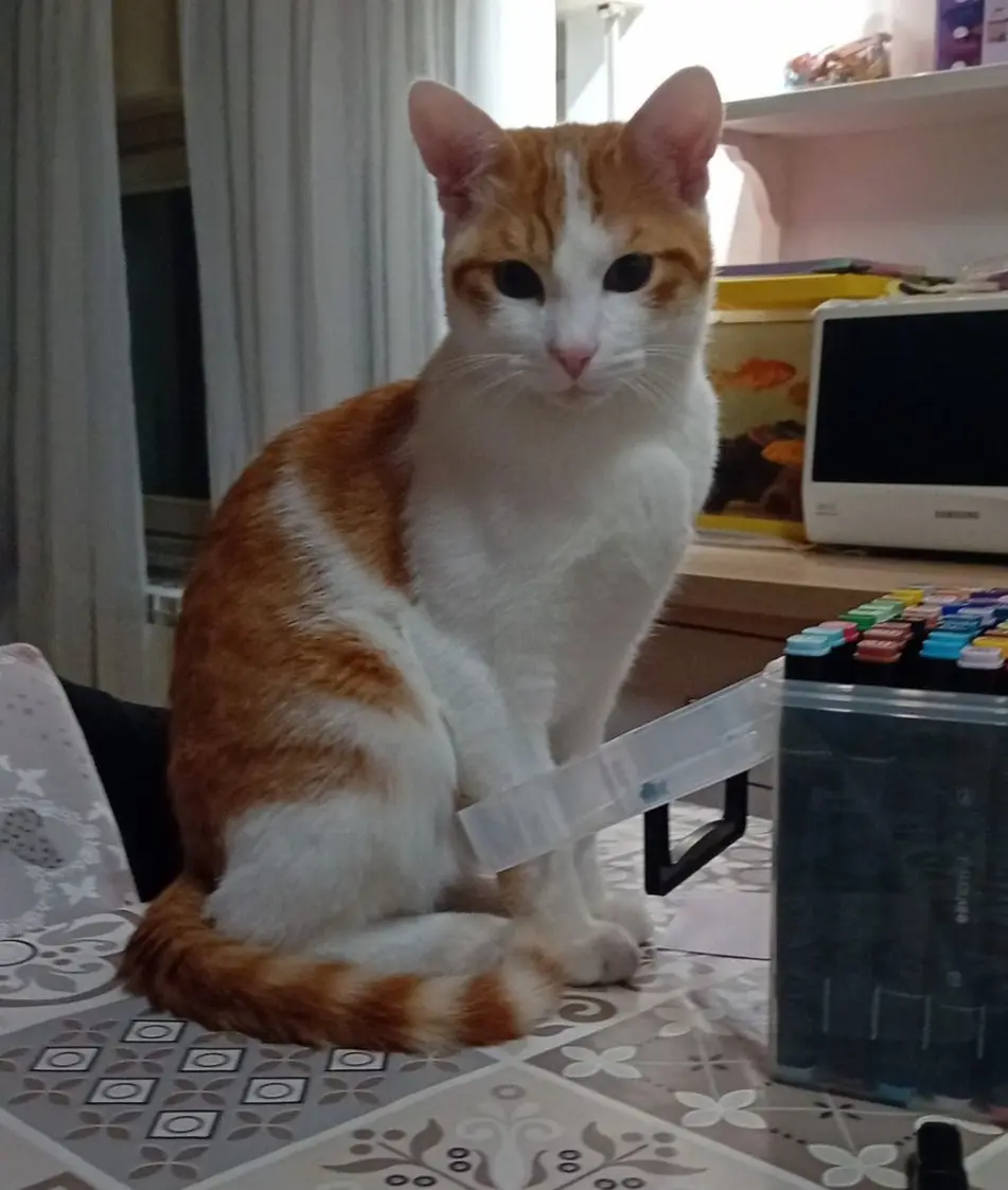 gatto lost   24014 Piazza Brembana Biscotto