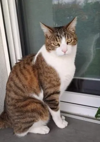 gatto lost   24040 Lallio Cooper