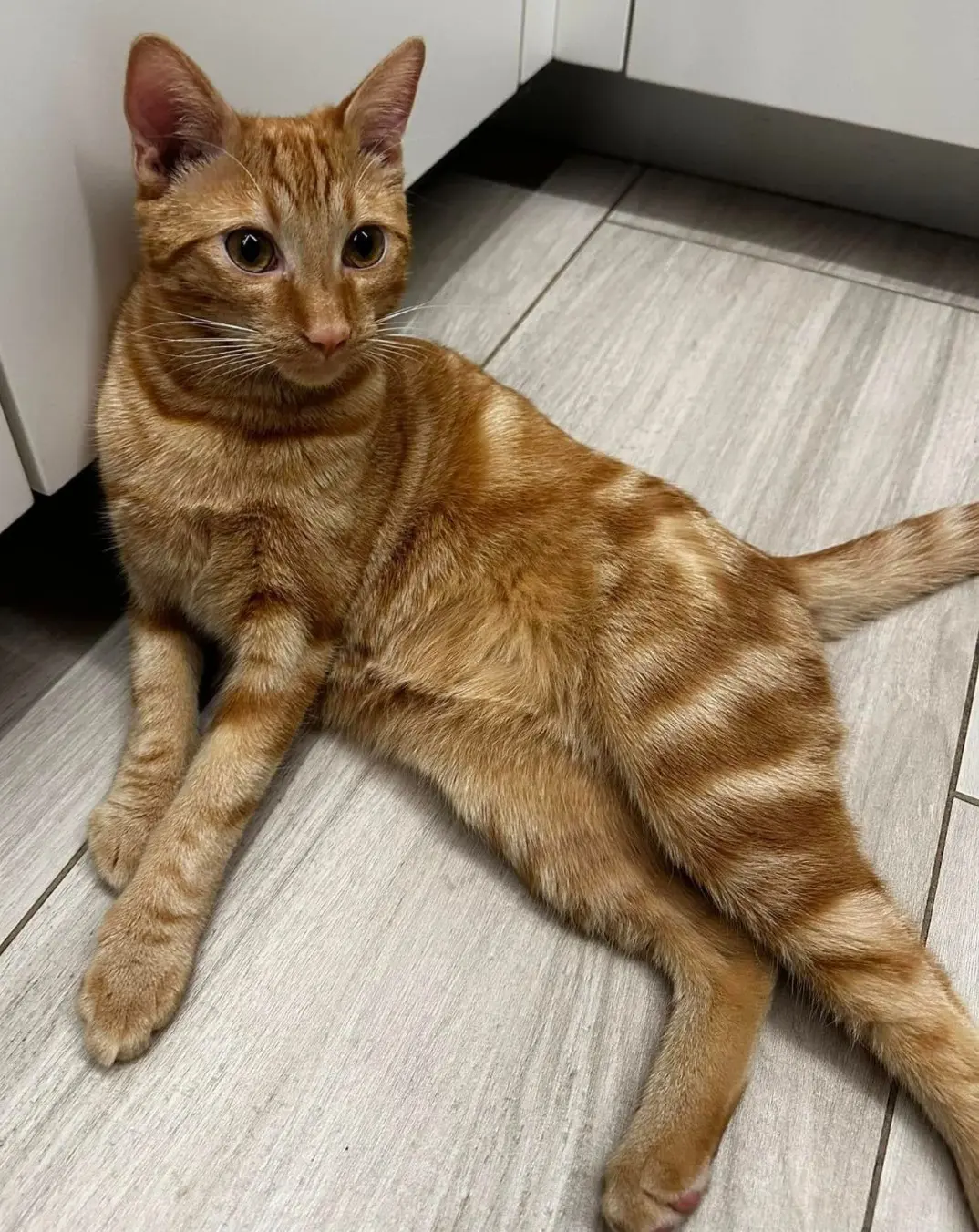 gatto lost   24020 Torre Boldone Crodi o crodino