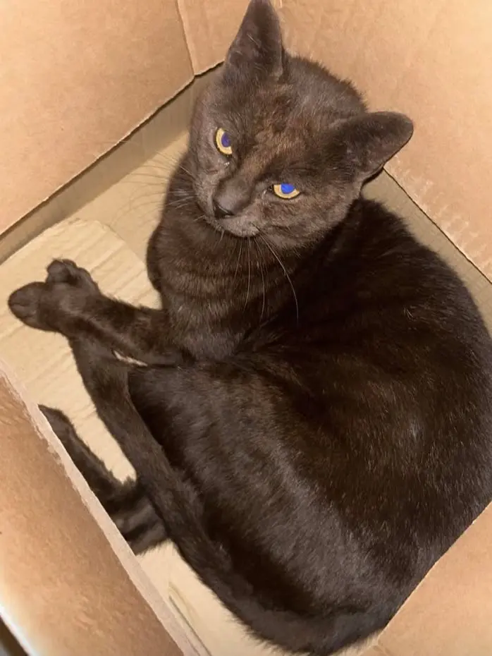 gatto lost   24060 Gorlago Demon