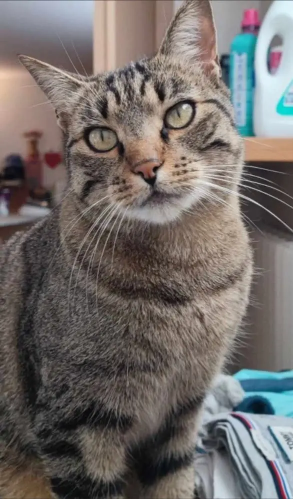 gatto lost   24020 Rovetta Mario