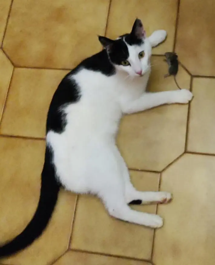 gatto lost   24050 Zanica Micio