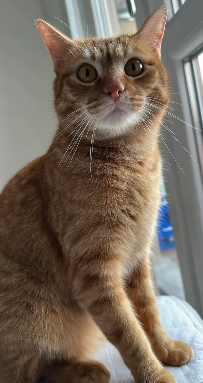 gatto lost   24064 Grumello del Monte Pumba