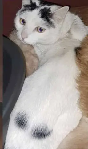 gatto lost   24040 Boltiere Remi