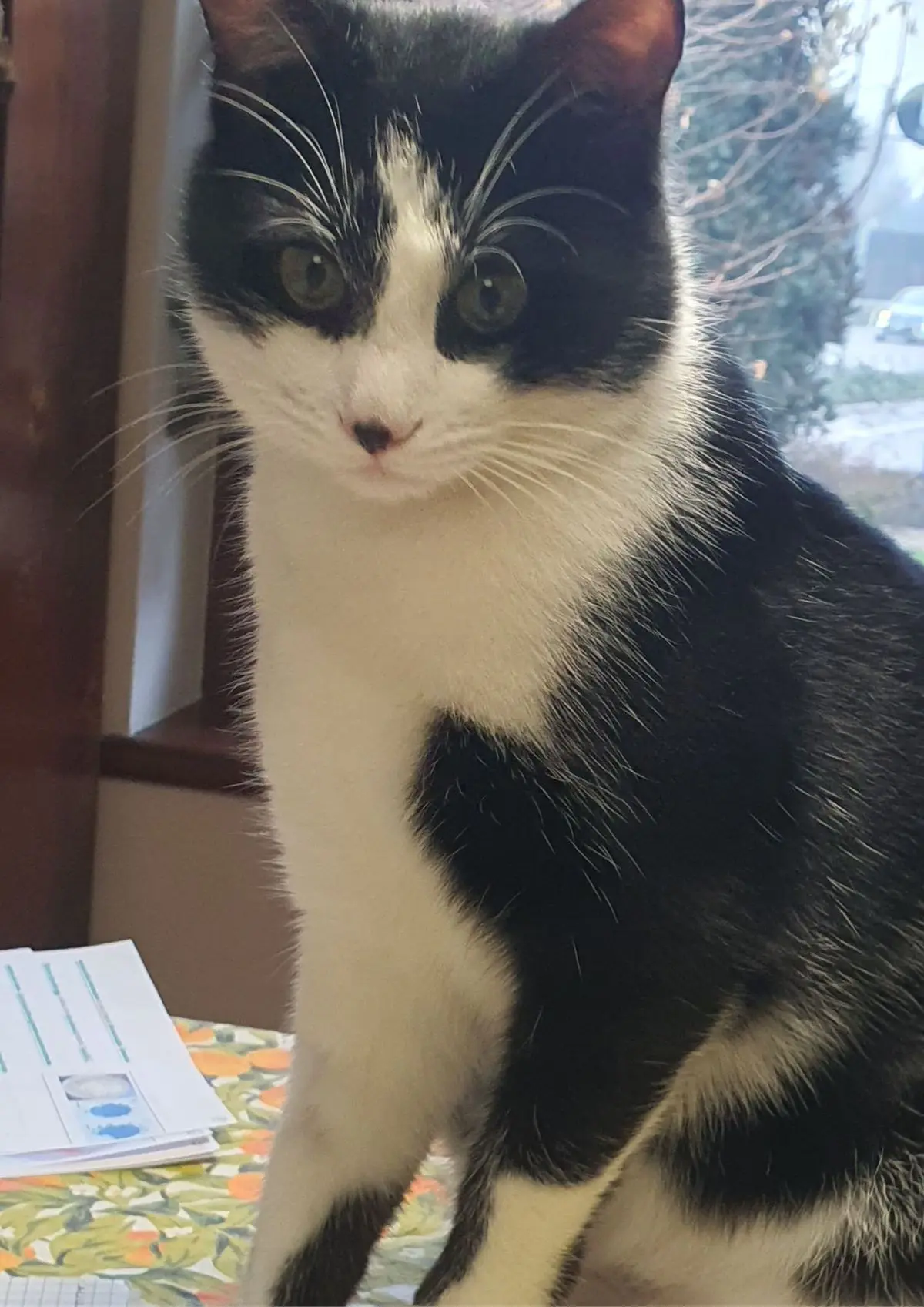 gatto lost   24053 Brignano Gera d'Adda Tom