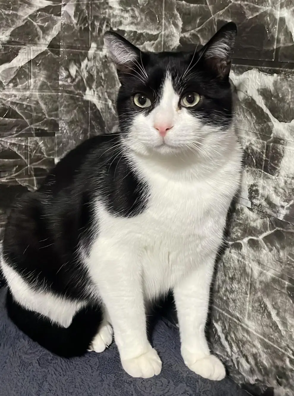 gatto lost   24050 Spirano Totto