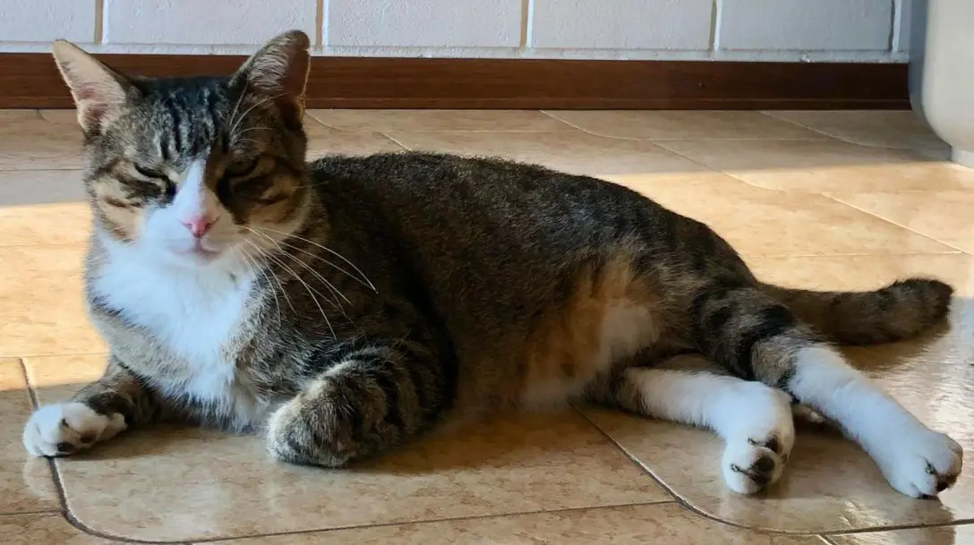 gatto lost   24040 Bonate Sotto Tuono