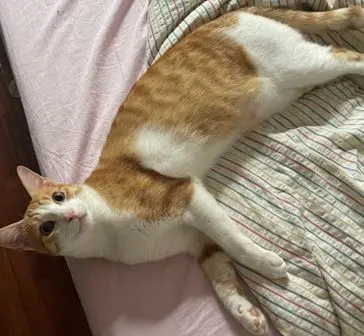 gatto lost   24020 Gorle Yago